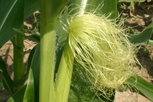 Лечение печени кукурузными рыльцами
