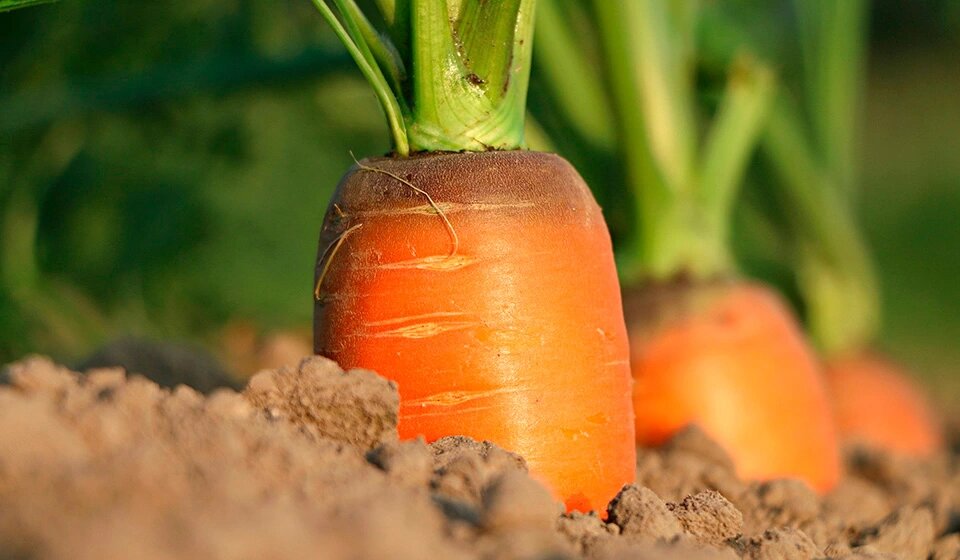Морковь для восстановления печени после алкоголя