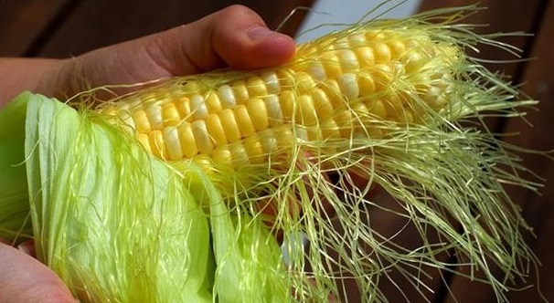 Желчегонный сбор с рыльцами кукурузы